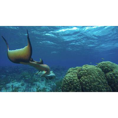 Melissa ist die einzige Meerjungfrau der Welt!