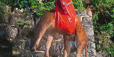 Rinder verursachten Verkehrschaos