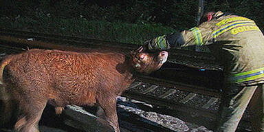 Rinder verursachten Verkehrschaos