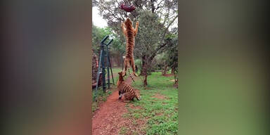 Tiger springt um Fleisch zu fangen