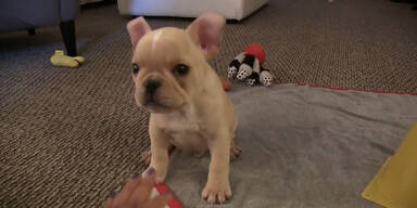 Baby-Bulldogge zeigt Tricks