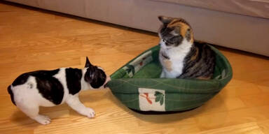 Katze stiehlt Hund den Schlafplatz