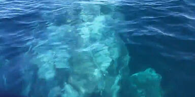 Begegnung mit Riesen-Wal