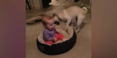 Hund oder Baby: Wer ist hier der Boss?