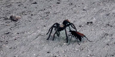 Tarantel vs. Tarantulafalke
