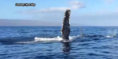 Zusammensto&szlig; mit Walkuh