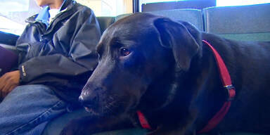 Clevere Hündin  fährt alleine Bus