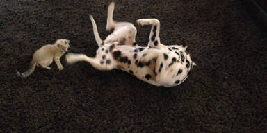 Schwanz als Lieblingsspielzeug