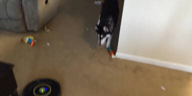 Angst vorm Staubsauger