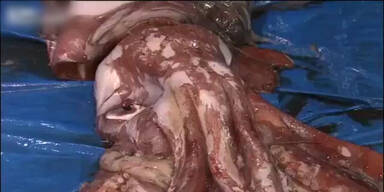 Seltener Riesenkalmar gefangen