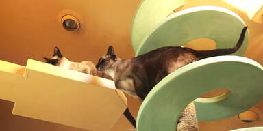 Ein Traum f&uuml;r jede Katze