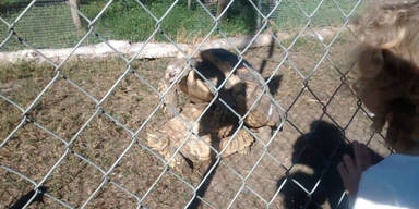 Schildkr&ouml;ten-Paarung vor Zusehern