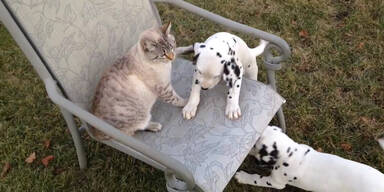 Dalmatiner begeistert von Katze
