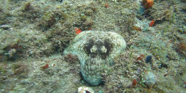 Gut getarnter Octopus