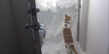 Kater gräbt sich durch Schnee