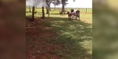 Schaf k&auml;mpft gegen Bullen