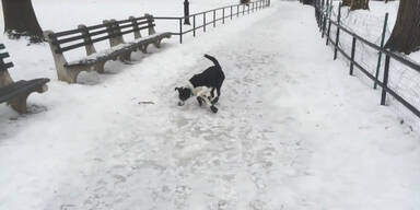 Mann stürzt, weil er Hund auslacht