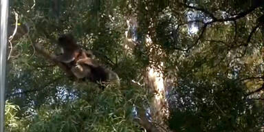 Aggro-Koala verteigt seinen Platz