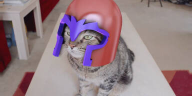 Magneto-Katze beherrscht die Welt