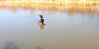 "Hol den Stock" auf Eis