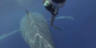 40-Tonnen Wal wird gerettet