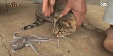 Irres Duell: Katze trifft auf Oktopus