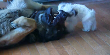 Sch&auml;ferhund unterh&auml;lt kleinen Hund