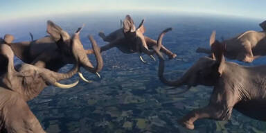 Diese Tiere machen das Unm&ouml;gliche
