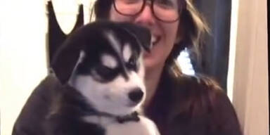 Sprechender Husky Welpe
