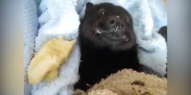 Baby-Fledermaus isst eine Banane