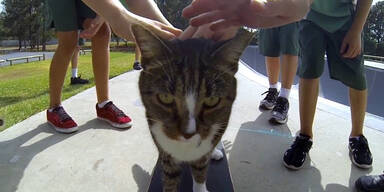 Diese Katze ist ein Star