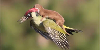 Wiesel reitet auf Gr&uuml;nspecht