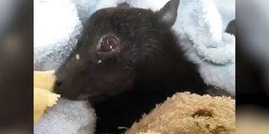 Baby-Fledermaus isst eine Banane