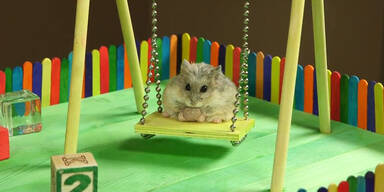 Der beste Hamsterspielplatz der Welt