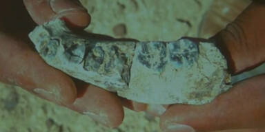 Bindeglied der Menschheitsgeschichte entdeckt