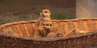 Erdm&auml;nnchen Nachwuchs verzaubert Besucher