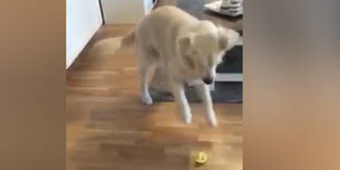 Golden Retriever kostet Zitrone