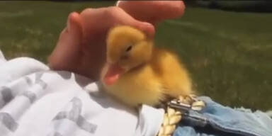 S&uuml;&szlig;e Ente in den schlaf massiert