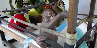 Baby-Orang Utan entdeckt die Welt