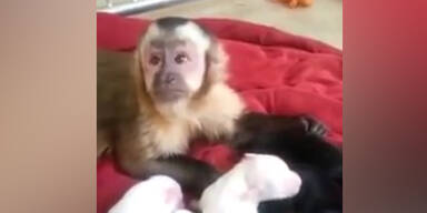 Baby-&Auml;ffchen spielt mit Welpen