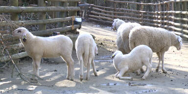 Impressionen aus dem Tiergarten