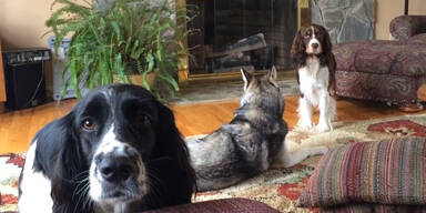 Hunde-Konzert im Wohnzimmer