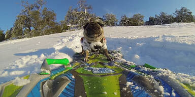 Cooler Mops surft im Schnee