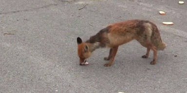 Fuchs garniert sich Sandwich