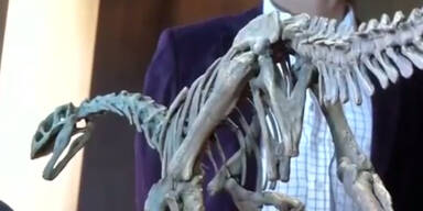 Cousin von T-Rex entdeckt