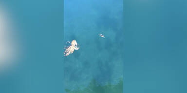 Oktopus jagt &auml;ngstliche Krabbe