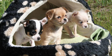Befreite Welpen noch in Quarant&auml;ne