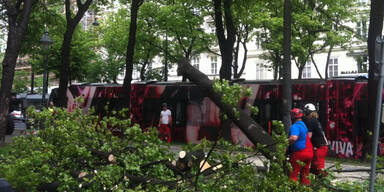 Baum am Ring gefällt