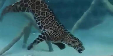 Jaguar geht auf Fischfang
