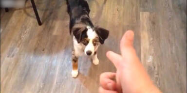 Mann erschießt seinen Hund